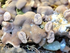 Lithophyllum incrustans