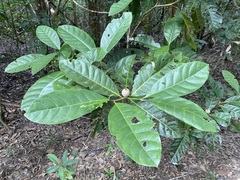 Atractocarpus sessilis