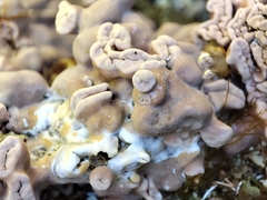 Lithophyllum incrustans