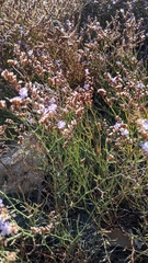 Limonium virgatum