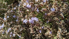 Limonium virgatum