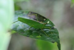 Melanophoxus brunneri