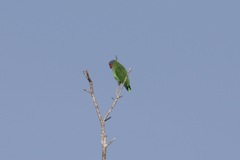 Geoffroyus geoffroyi