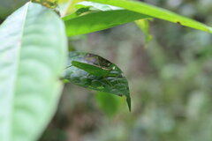 Melanophoxus brunneri