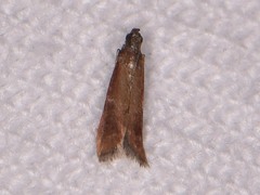 Varneria atrifasciella