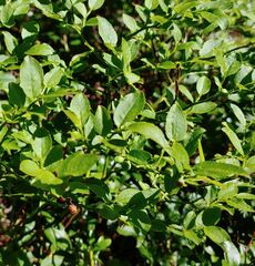 Vaccinium myrtillus