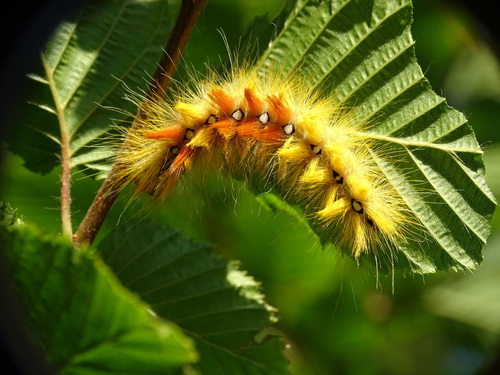 Sycamore Moth