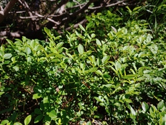Vaccinium myrtillus