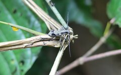 Steirastoma aethiops