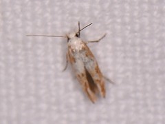 Mompha circumscriptella