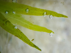 Fissidens fontanus