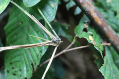 Steirastoma aethiops