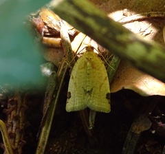 Paramesia gnomana