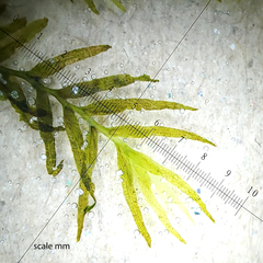 Fissidens fontanus