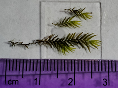 Fissidens fontanus