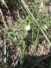 Malvella sagittifolia