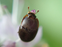 Cychramus luteus