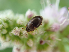 Cychramus luteus