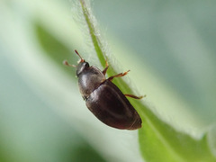 Cychramus luteus