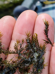 Fissidens fontanus