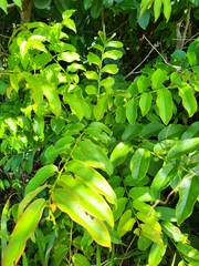 Phyllanthus juglandifolius