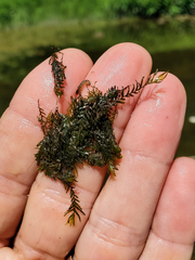 Fissidens fontanus