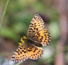 Boloria titania