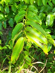 Phyllanthus juglandifolius