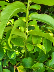 Phyllanthus juglandifolius