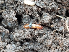 Osoriinae