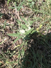 Malvella sagittifolia
