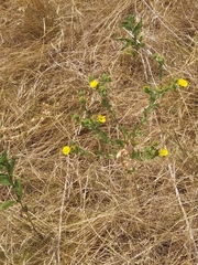 Grindelia adenodonta