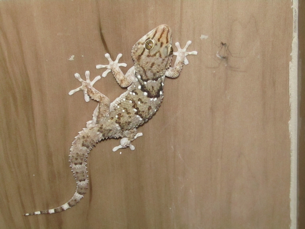 Fischer's Thick-toed Gecko from Ngamiland East, Botswana on August 03 ...