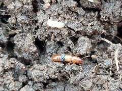 Osoriinae