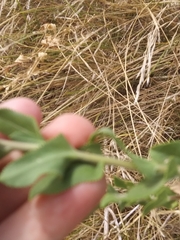 Grindelia adenodonta