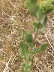 Grindelia adenodonta