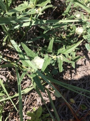 Malvella sagittifolia