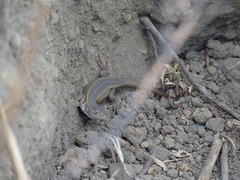 Sceloporus aeneus