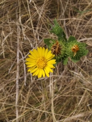 Grindelia adenodonta