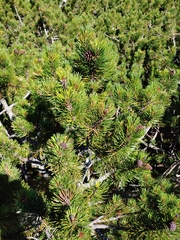 Pinus mugo