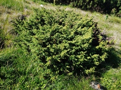 Juniperus communis