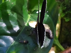 Hades noctula