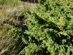 Juniperus communis