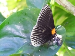 Hades noctula