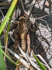 Melanoplus oreophilus