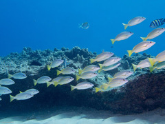 Lutjanus kasmira