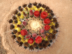 Ferocactus emoryi