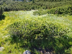 Pinus mugo