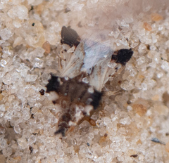 Phymata vicina