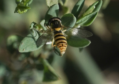 Sphaerophoria sulphuripes